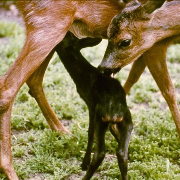 Vrienden van Twickel