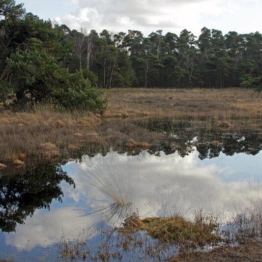 vrienden van twickel