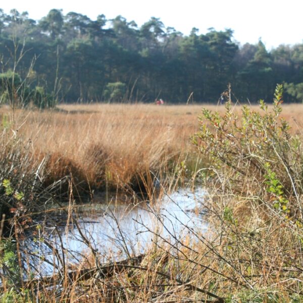 vrienden van twickel