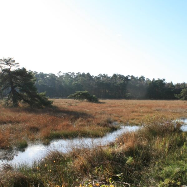 vrienden van twickel