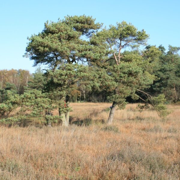vrienden van twickel