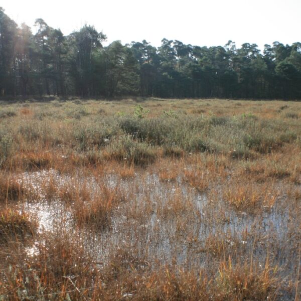 vrienden van twickel