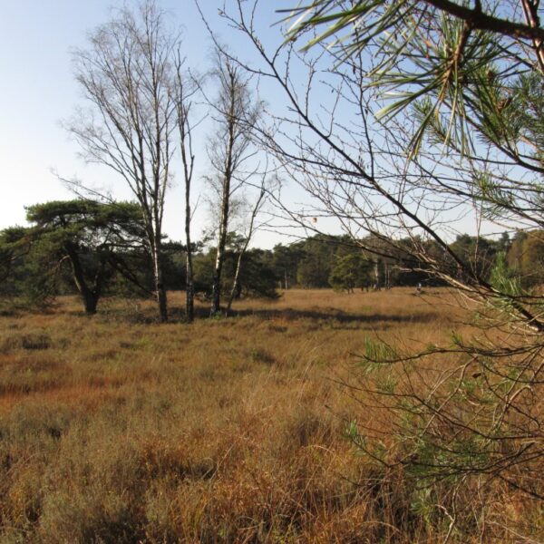 vrienden van twickel
