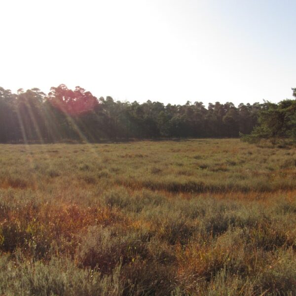 vrienden van twickel