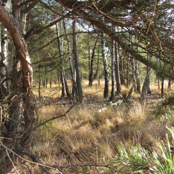 vrienden van twickel