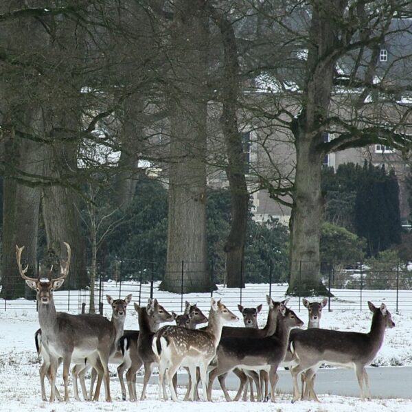 Vrienden van Twickel