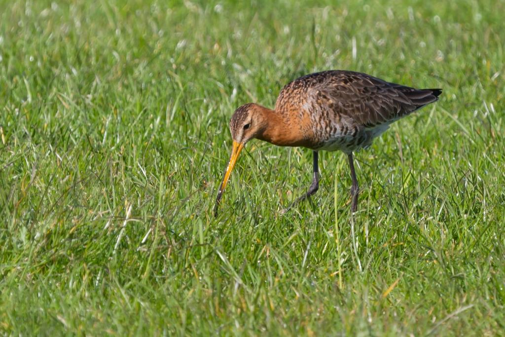 grutto fouragerend close up santhorst