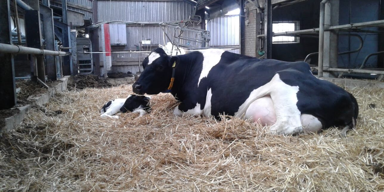 boerderij erve peddemors (2)