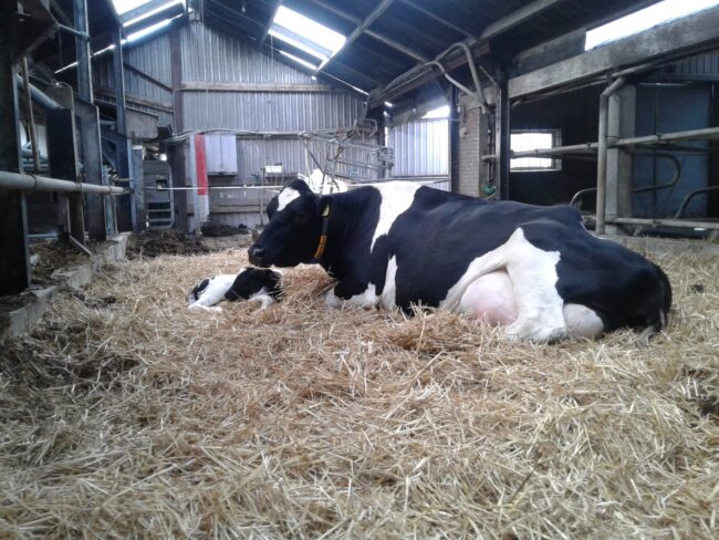 boerderij erve peddemors (2)