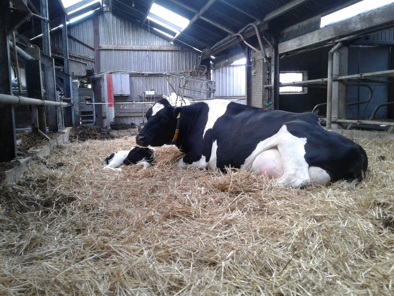 boerderij erve peddemors (2)