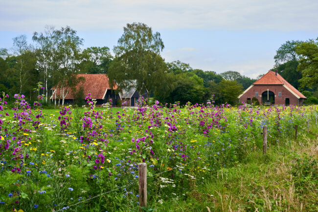 PBR20-07-17 bloemenstroken 1